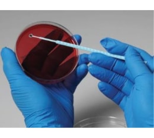 Burkholderia cepacian, штамм ATCC17765, 5 петель, Thermo FS Burkholderia cepacian, штамм ATCC17765, 5 петель, Thermo FS